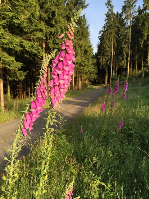 Schöne Heimat in Burbach