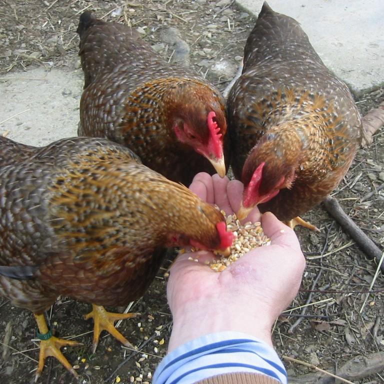 Hühner sind konkreter Klimaschutz